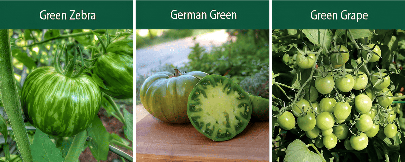 green zebra-german green-green grape indeterminate tomatoes
